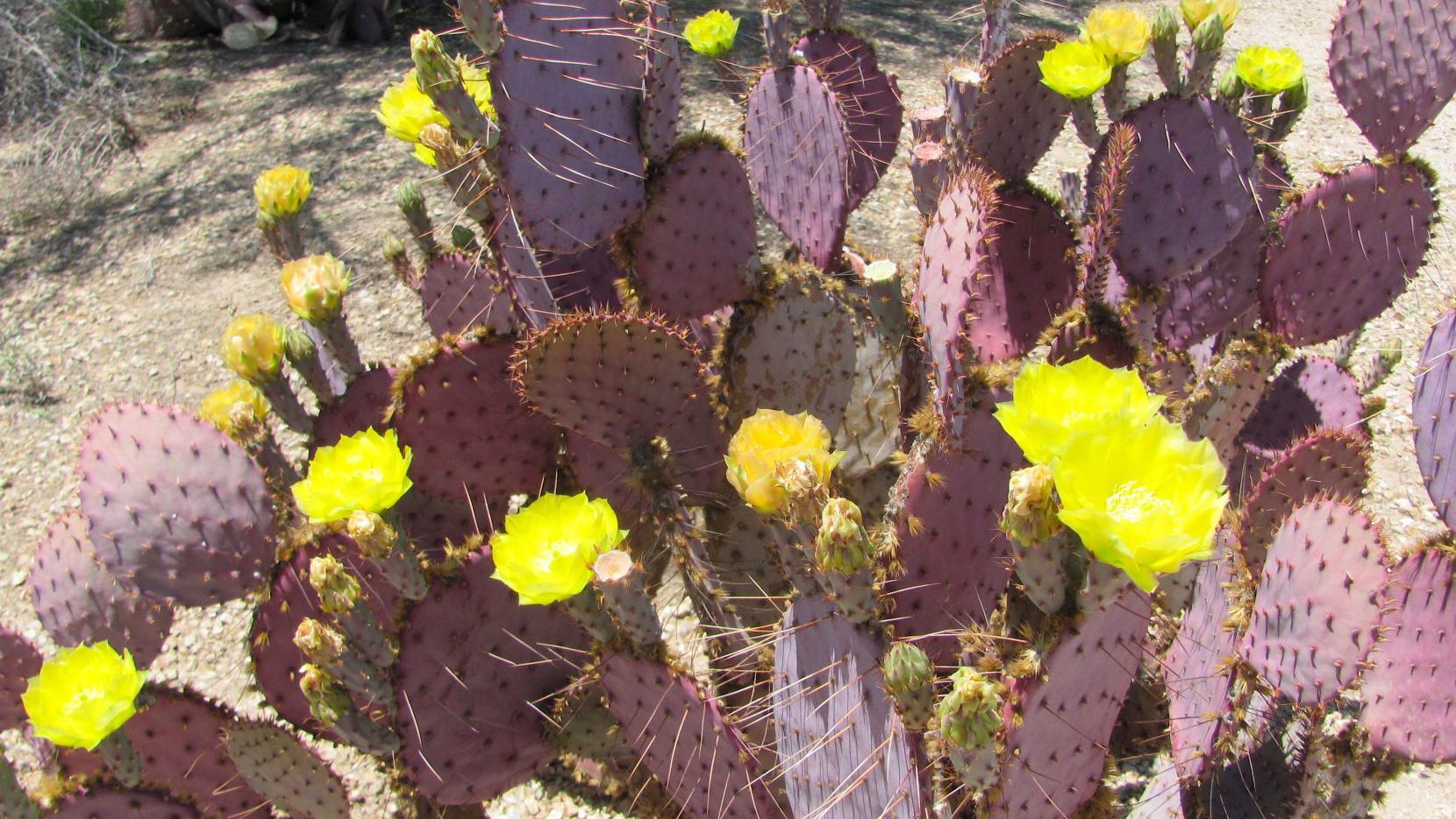 Tucson weather: Crank up the Alpha/Charlie